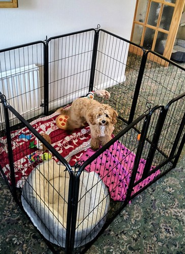 Dog play pen - dog,